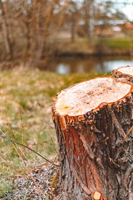 Close-up of a freshly cut tree stump on grassy ground in an outdoor setting, with a blurred background of trees and a body of water. The stump's cross-section reveals light-colored wood with visible g